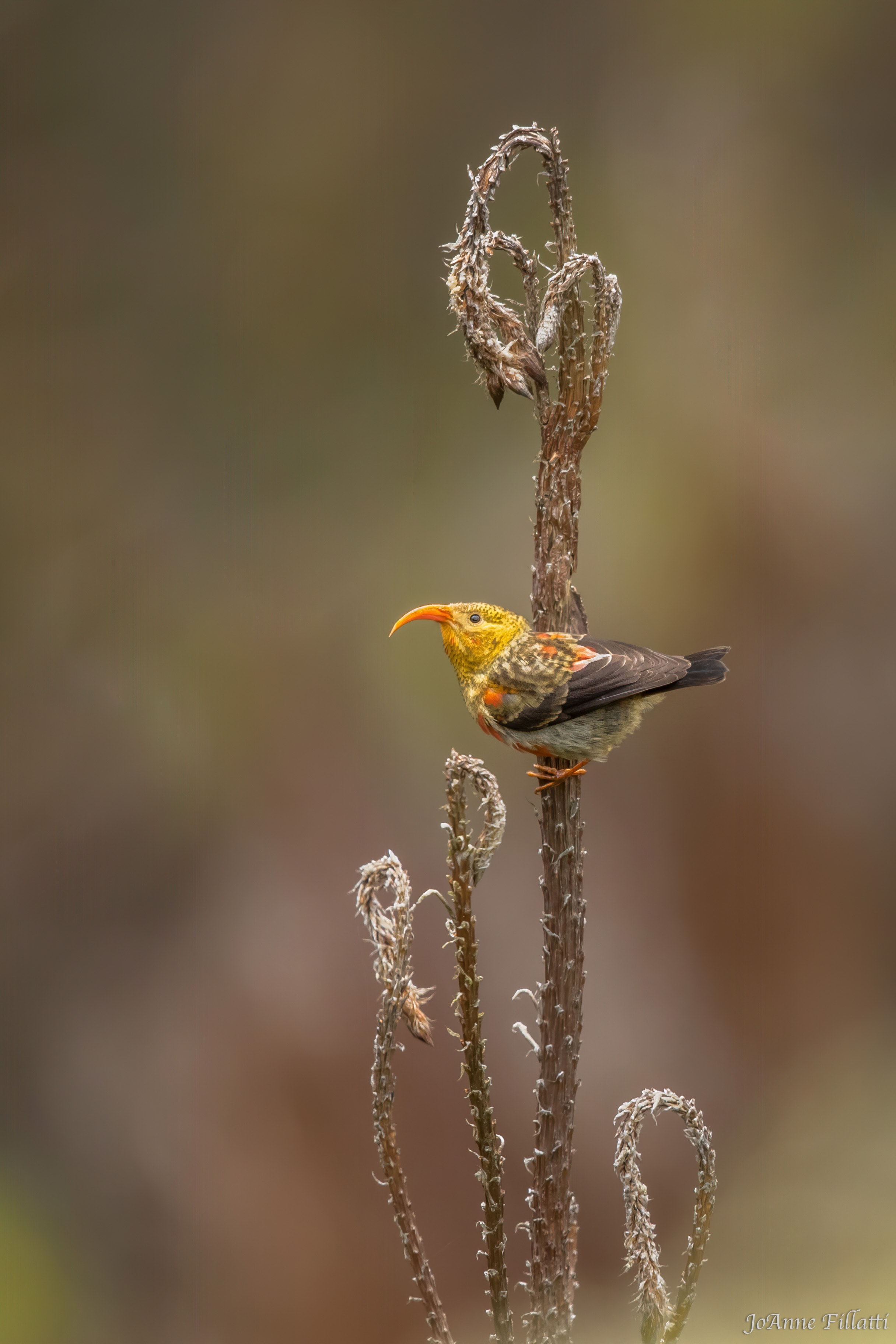 bird of maui image 4